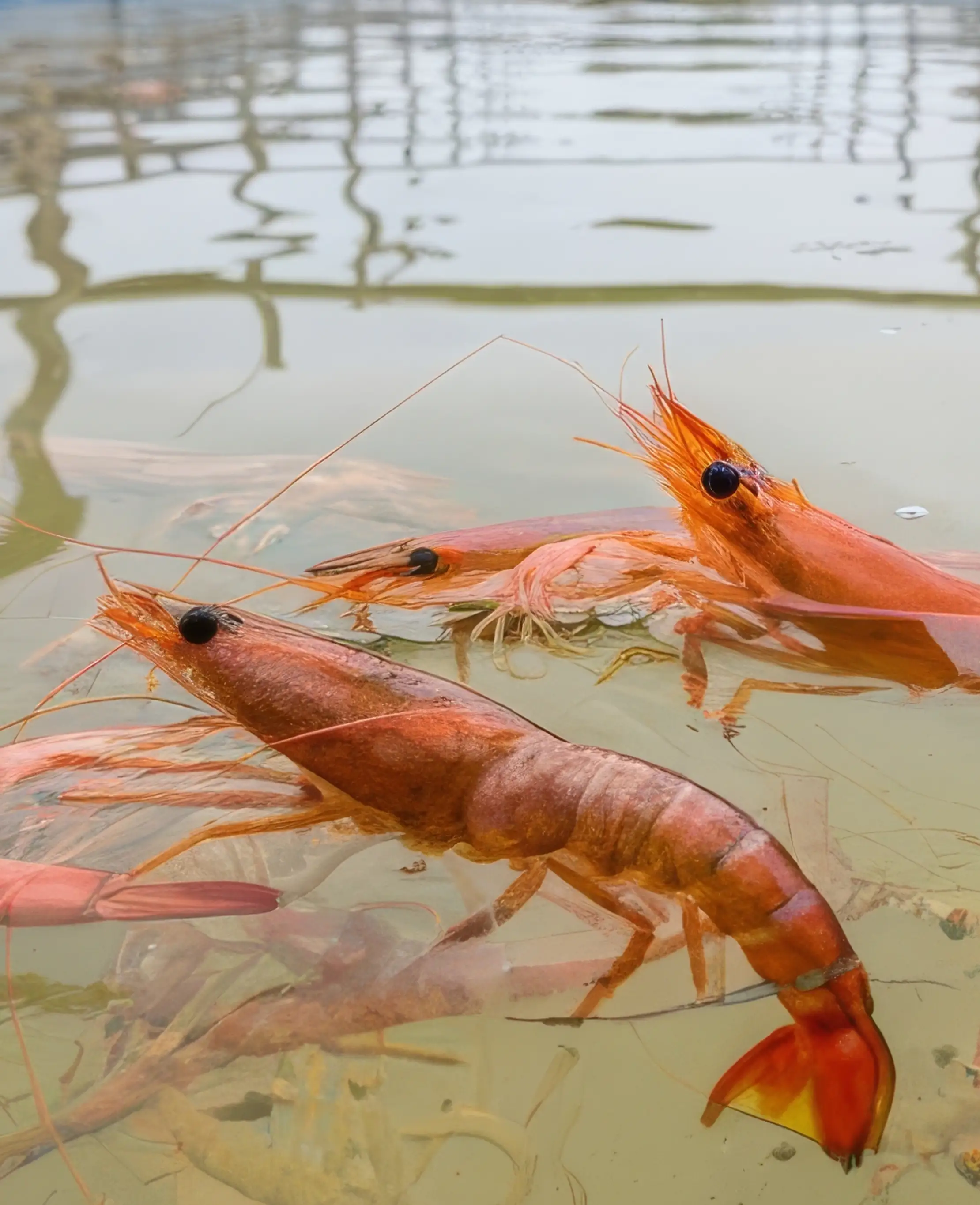 Budidaya Udang Terpadu – Kalimantan Timur